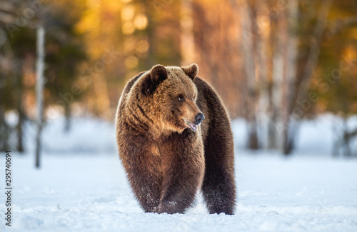 Brown Bear walking on the snow in spring forest at sunset. Front view. Ursus arctos.