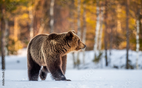 Brown Bear on the snow in spring forest Scientific name: Ursus arctos.