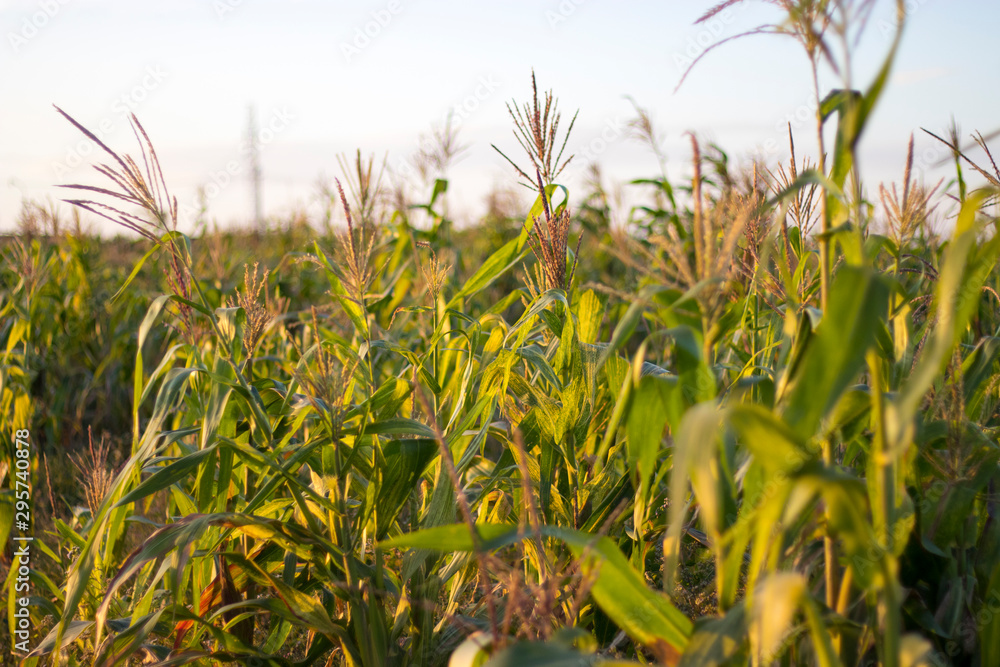 Naklejka premium field of corn
