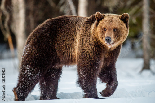 Brown Bear walking on the snow in spring forest Scientific name: Ursus arctos. Winter season.
