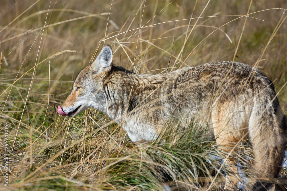 Fototapeta premium Coyote in a Field Hunting for Mice