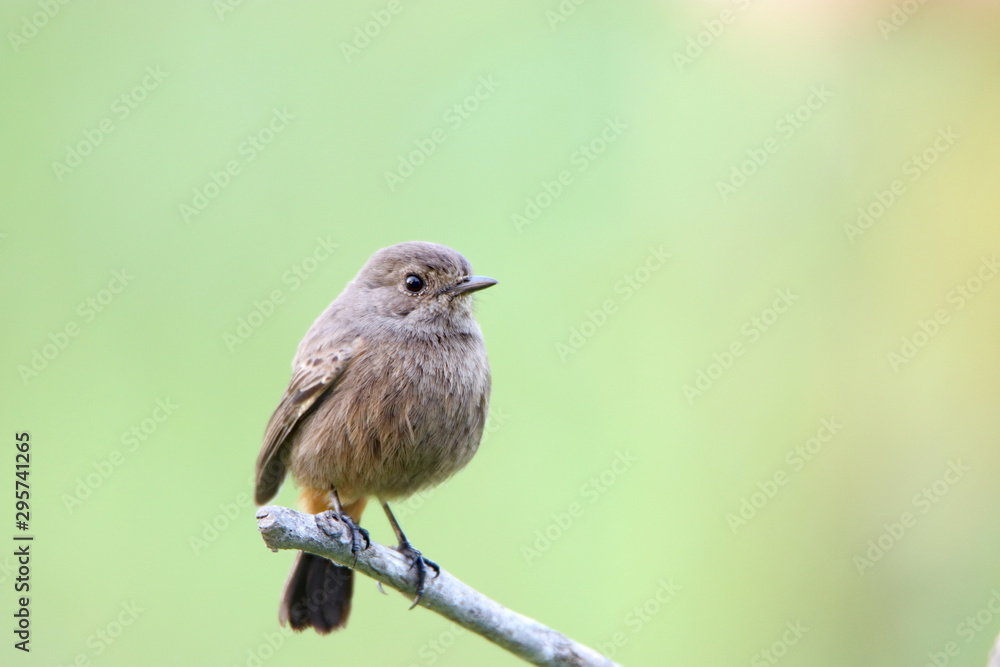 Naklejka premium Bird on a branch