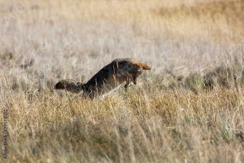 Coyote in a Field Hunting for Mice