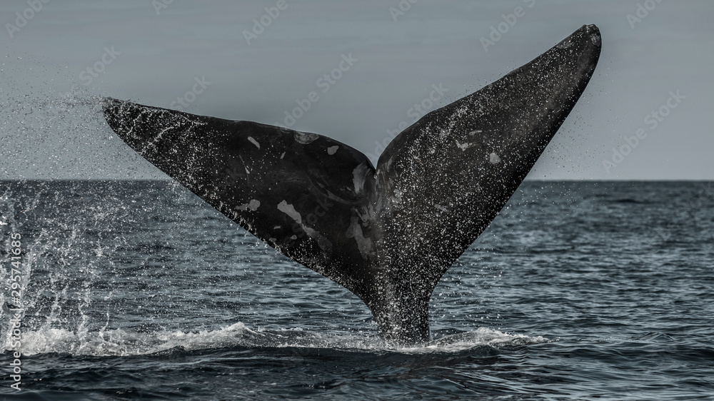 Fototapeta premium Right whale tail, Peninsula Valdes,Patagonia , Argentina