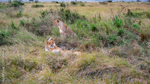 Lion Petting Another Lion's Head in the Wild