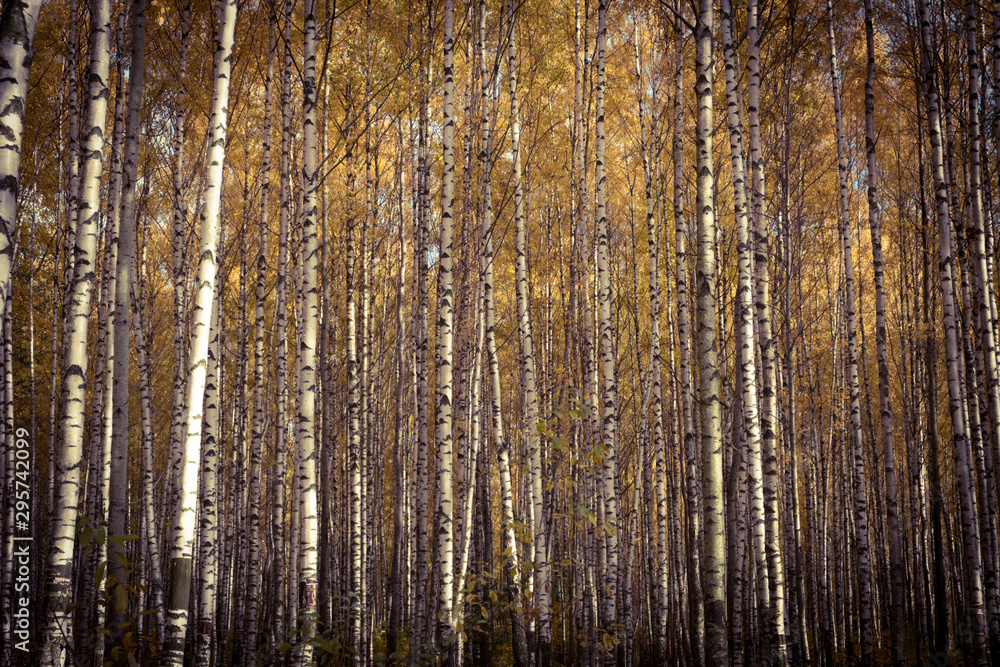Fototapeta premium Autumn has come, autumn is here. Yellow, crimson and colorful leaves on the branches of trees and shrubs. Birch trees in the park. Day, overcast, windy.