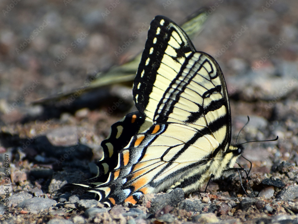 Fototapeta premium Side profile of a black and yellow butterfly.