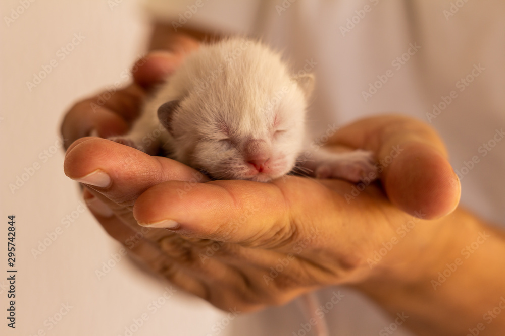 Little newborn cat baby held in the hands of a man. Neonate domestic animal. Little newborn cat baby held in the hands of a man. Neonate domestic animal.