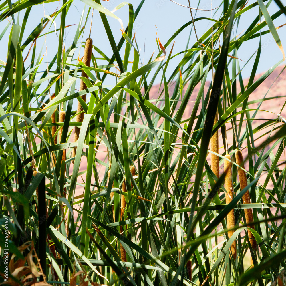 Obraz premium wild bullrush growing along river bank against sky