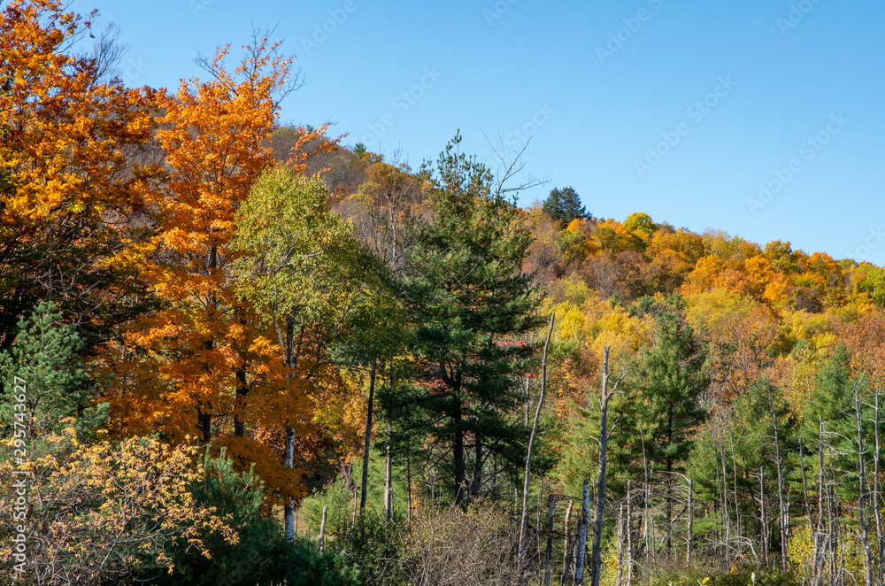 Fototapeta premium Fall colors in the North country NY