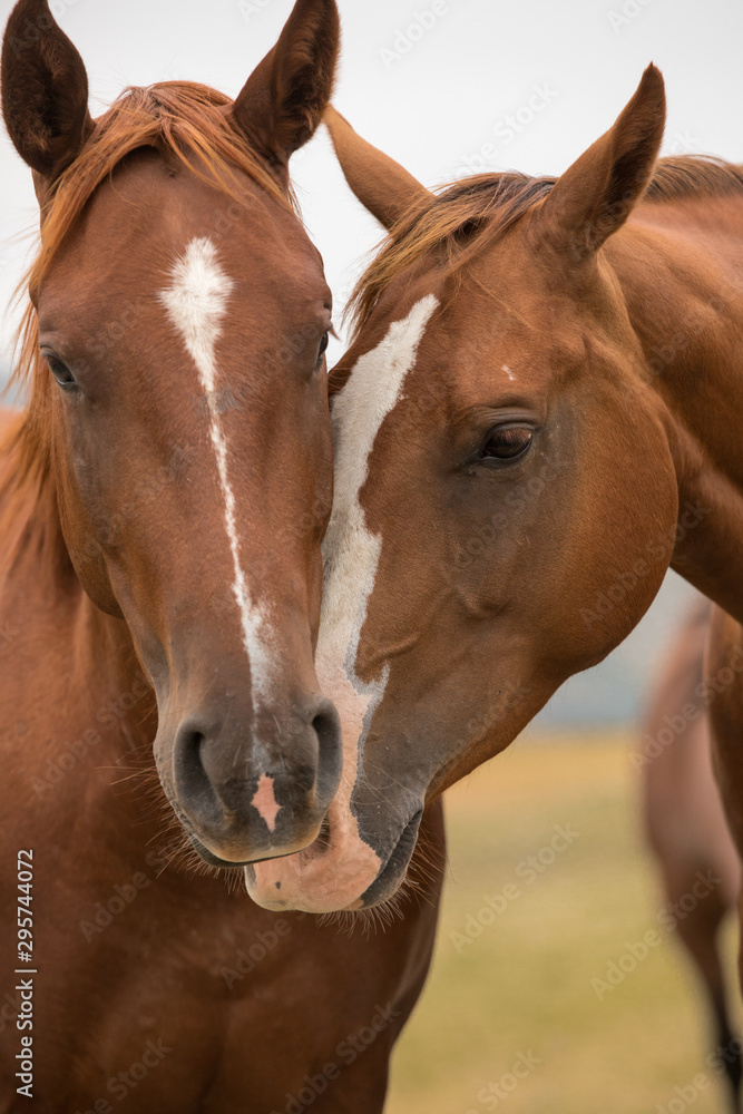 Fototapeta premium Red Horses