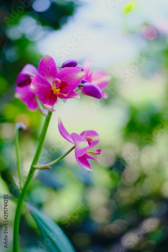 Pink orchid flowers blossoming in the garden