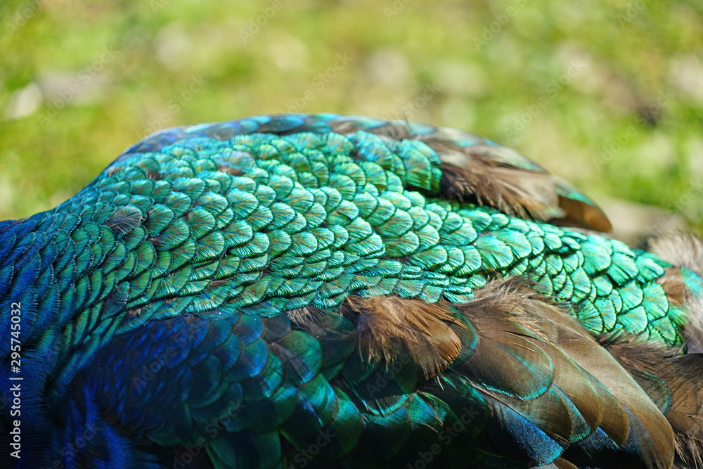 Naklejka premium Colorful green and blue peacock bird with plume feathers