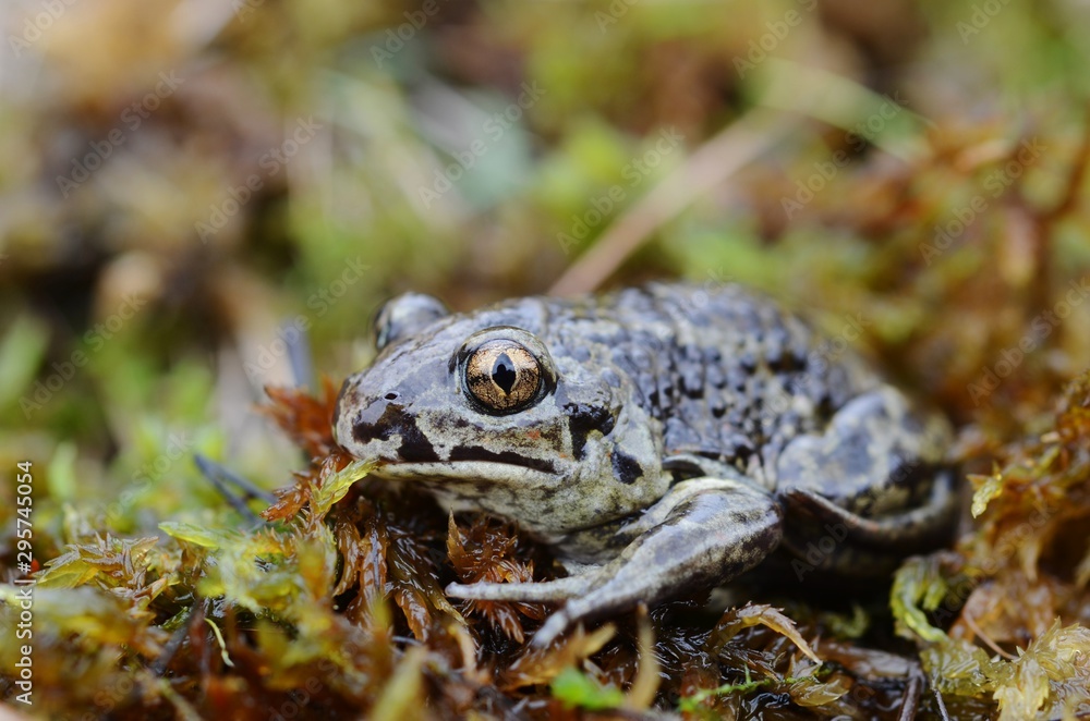 Common spadefoot (Pelobates fuscus) Common spadefoot (Pelobates fuscus)