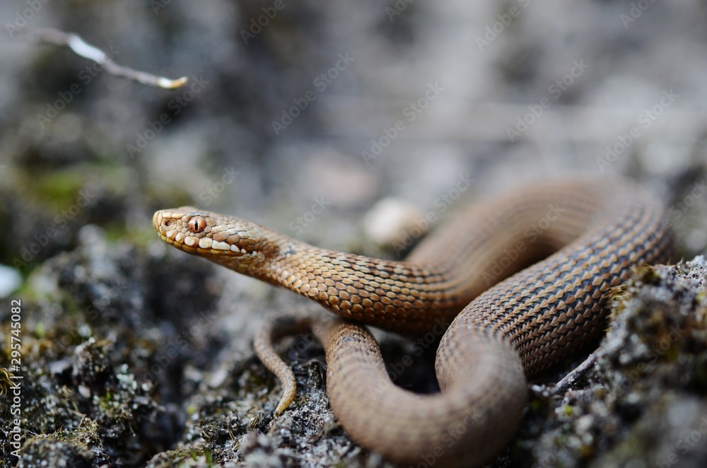 Fototapeta premium Common european adder