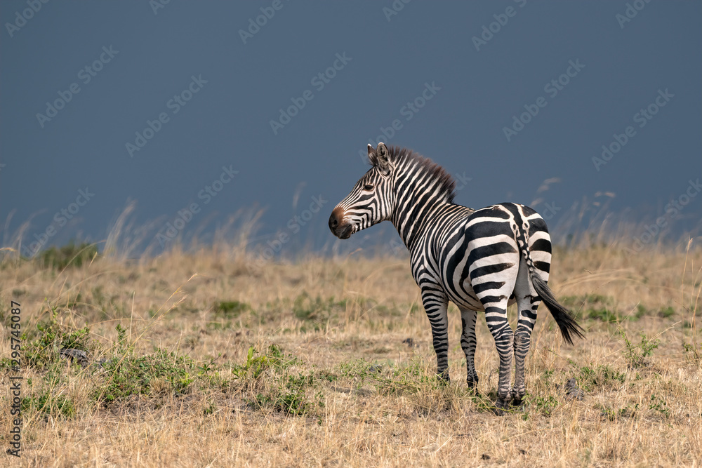 Naklejka premium Zebra in a field of tall grasses against a stormy blue sky. Image taken in the Maasai Mara, Kenya.