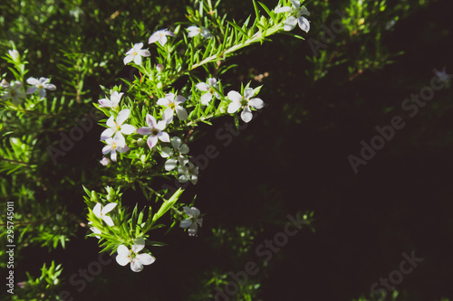 Australian plant with tiny white flowers