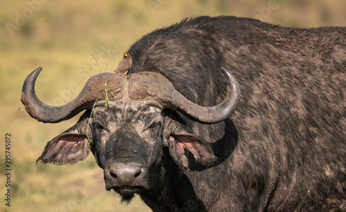 Large, dirty, male Cape Buffalo with an Oxpecker bird on its head. Image taken in the Maasai Mara, Kenya.