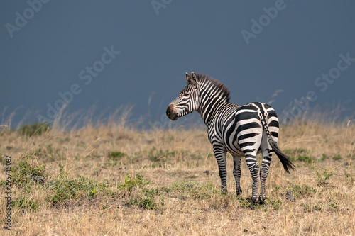 Zebra in a field of tall grasses against a stormy blue sky.  Image taken in the Maasai Mara  Kenya.