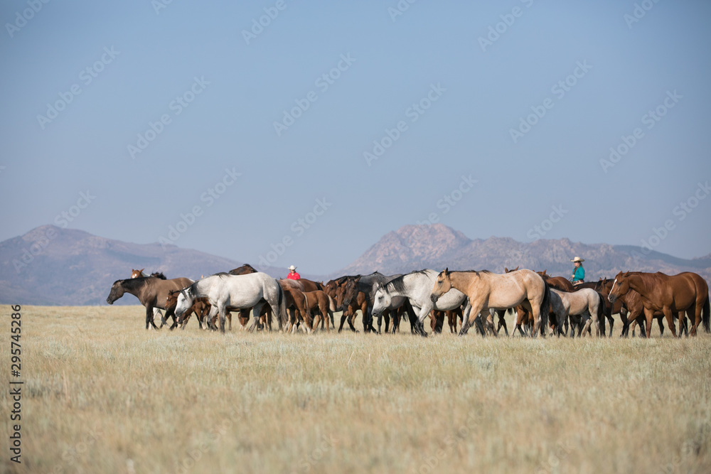 Obraz premium Horse Herd