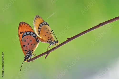 Wallpaper Mural Butterfly,Butterflies Torontodigital.ca