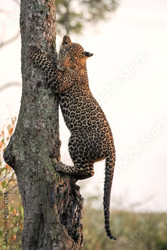 A young leopard cub  approximately 6 months old  climbing a tree  staring intently the camera.  Image taken in the Maasai Mara  Kenya.