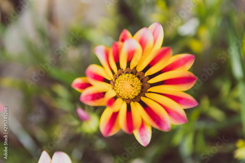 African native Gazania daisies with vibrant yellow pink and red tones