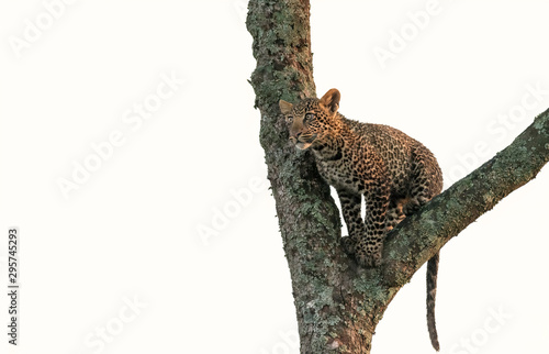 A young leopard cub  approximately 6 months old  climbing a tree  staring intently at something.  Image taken in the Maasai Mara  Kenya.