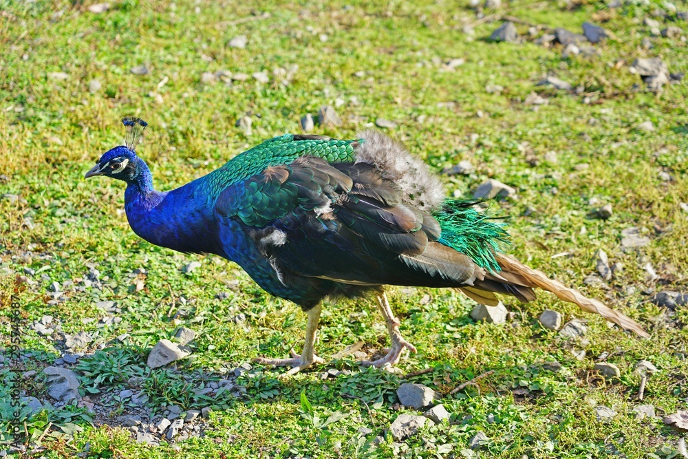 Fototapeta premium Colorful green and blue peacock bird with plume feathers