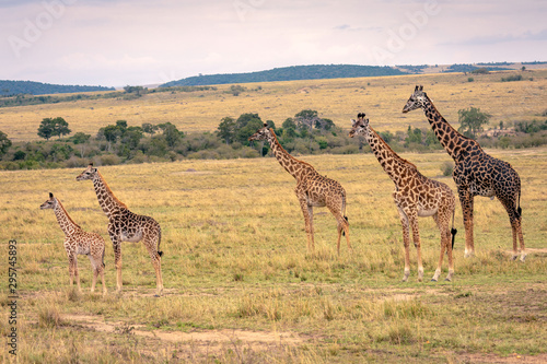A giraffe family with five members including young calves standing on the savanna all looking in the same direction.  Image taken in the Maasai Mara, Kenya.