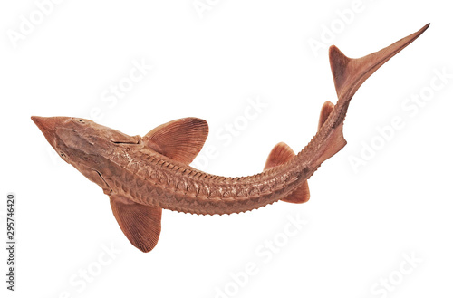   Freshwater fish sterlet isolated on a white background . Live fish. sturgeon