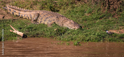 Fotografia Nile crocodile sleeping on the bank of a muddy river as a bird walks dangerously close