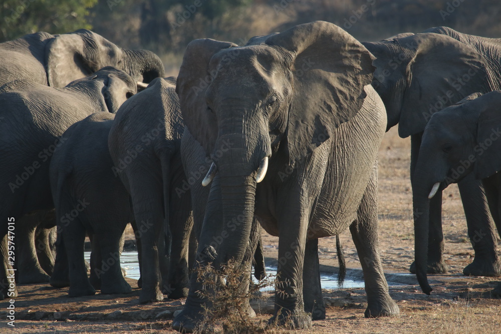 Fototapeta premium Elephants in Kruger Park