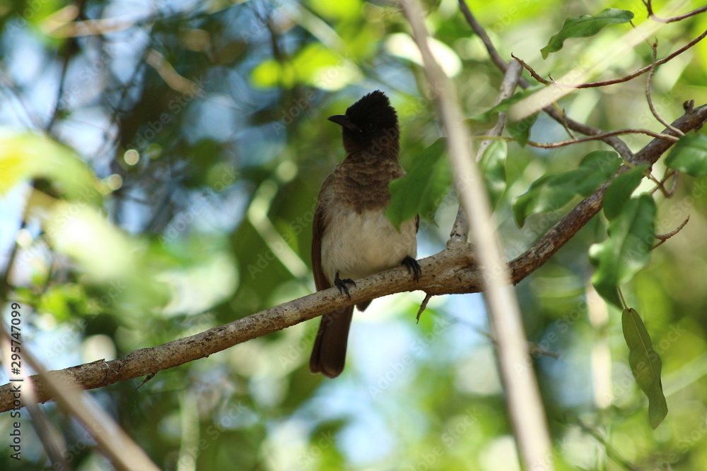 A dark-capped bulbul in close-up A dark-capped bulbul in close-up