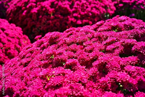 Fototapeta Naklejka Na Ścianę i Meble -  Pink chrysanthemum flowers growing in the garden