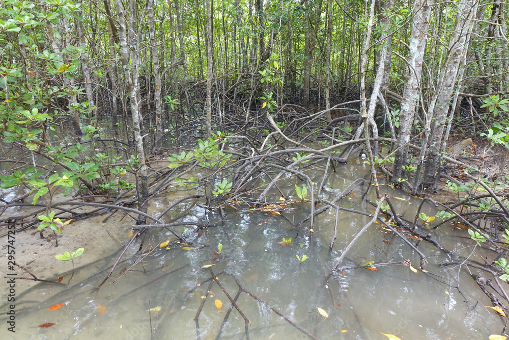 Mangrove trees in swamp forest / Mangrove forest of Thailand. Reforestation, plantation back to the nature for saving marine life and protect the environment in shoreline. World environmental day.
