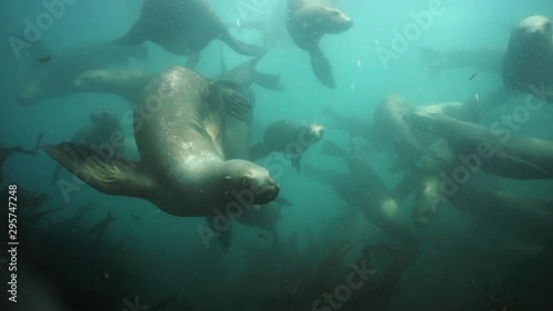 Group of Seals underwater of Sea of Okhotsk. Family of northern sea lion marine mammal animal underwater in wil nature. photo