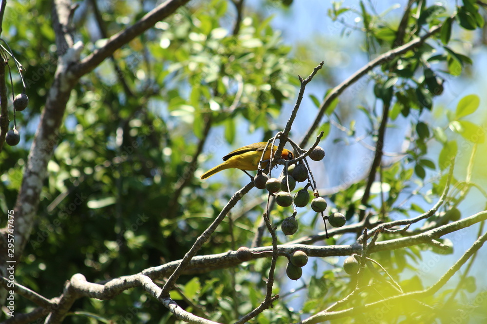 A spectacle weaver in its tree A spectacle weaver in its tree