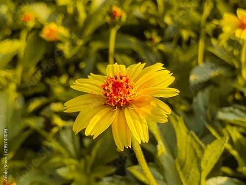 flower on green background