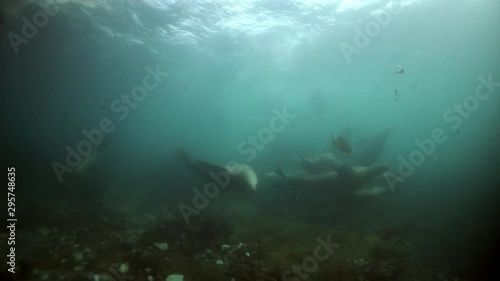 Wallpaper Mural Northern sea lion mammal animal underwater in muddy water of Sea of Okhotsk. Group of Seals underwater of Sea of Okhotsk. Family seals of wild nature. Concept of pinniped animals underwater. Torontodigital.ca
