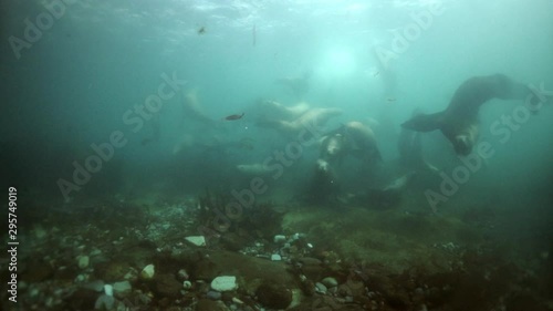 Wallpaper Mural Northern sea lion mammal animal underwater on seabed of Sea of Okhotsk. Group of Seals underwater of Sea of Okhotsk. Family seals of wild nature. Concept of pinniped animals underwater. Torontodigital.ca