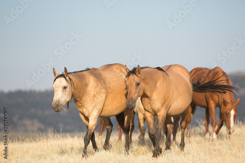 Buckskin Horses