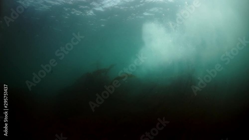 Wallpaper Mural Seals underwater of Sea of Okhotsk. Family of northern sea lion marine mammal animal underwater in muddy cold water wild nature. Concept of pinniped animals underwater. Torontodigital.ca