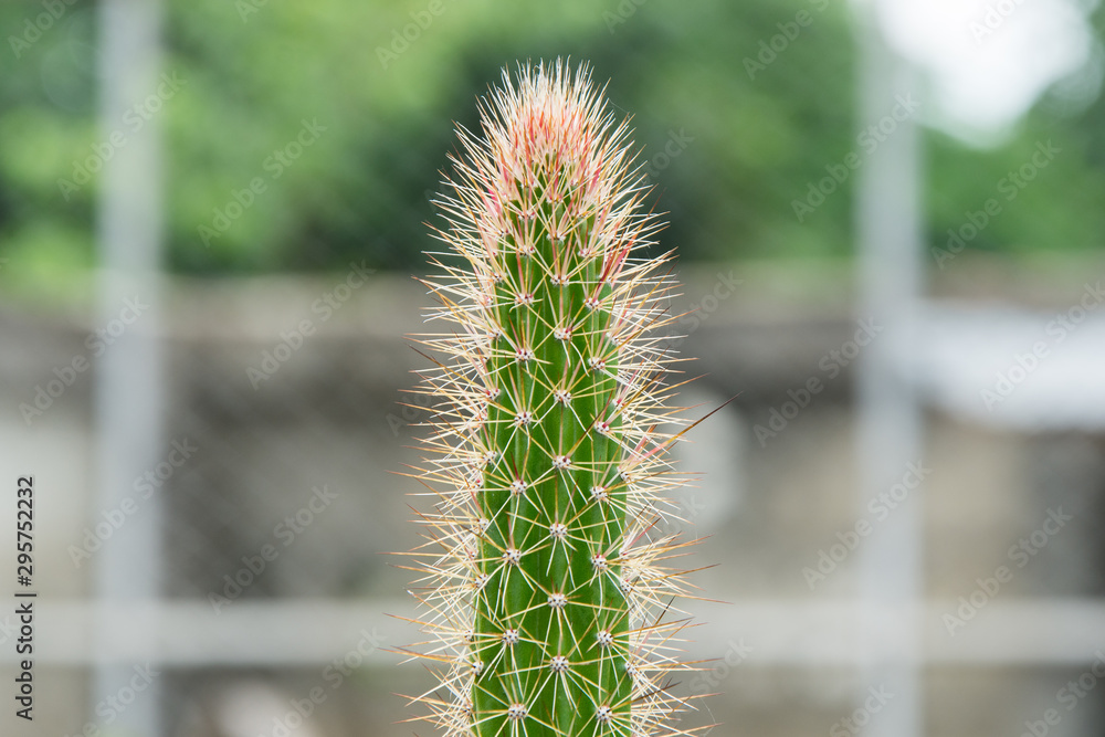 Obraz premium Cactus