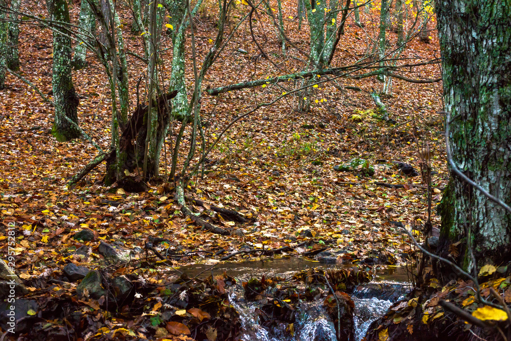 Autumn river Autumn river
