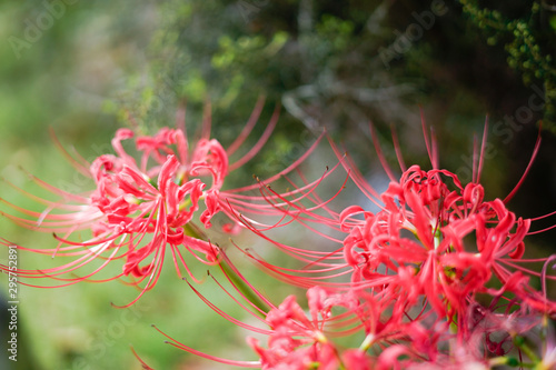 彼岸花