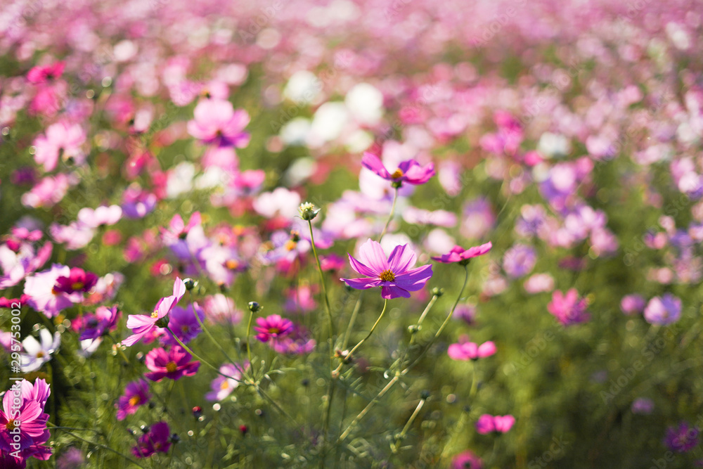 夕暮れ時の花