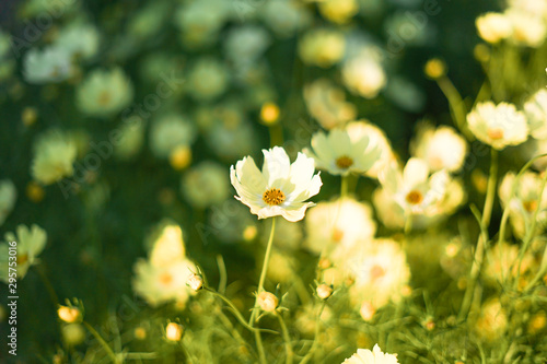 秋の花