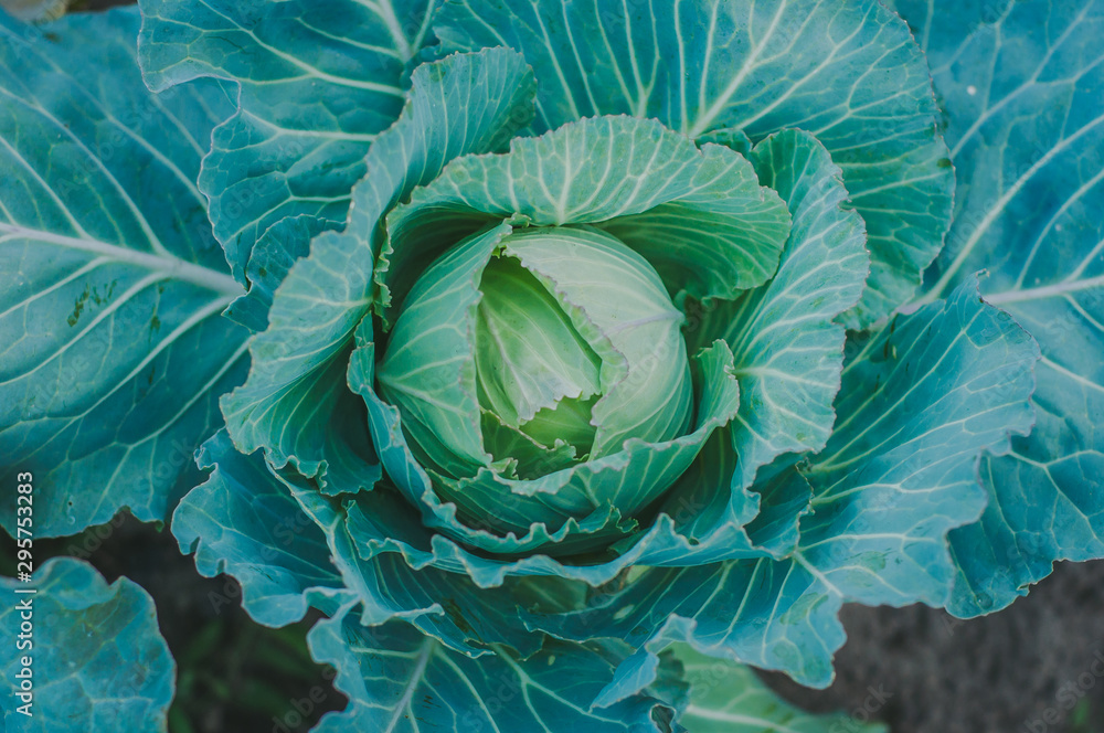 Fototapeta premium Beautiful bright and juicy green white cabbage growing. View from above.