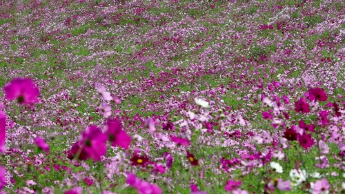 コスモスの花畑